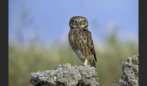 Steinkauz (Athene noctua)