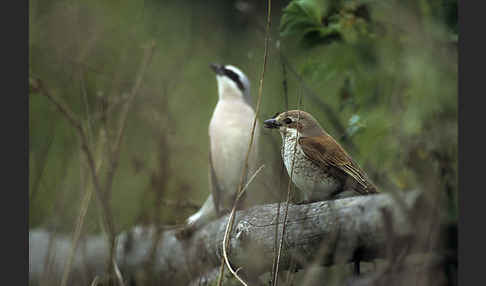 Neuntöter (Lanius collurio)