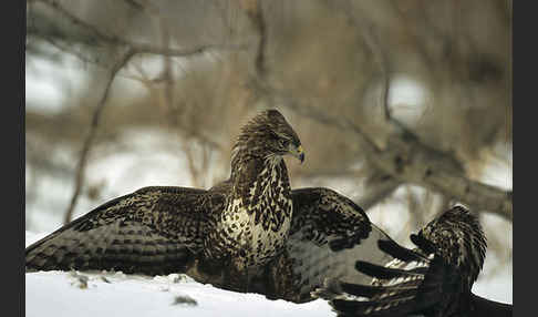 Mäusebussard (Buteo buteo)