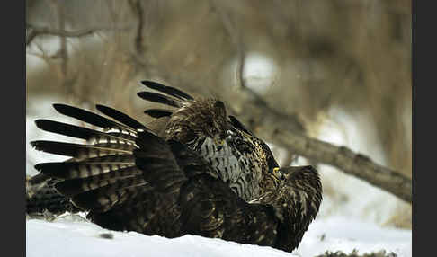 Mäusebussard (Buteo buteo)