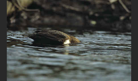 Wasseramsel (Cinclus cinclus)