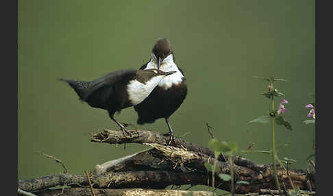 Wasseramsel (Cinclus cinclus)