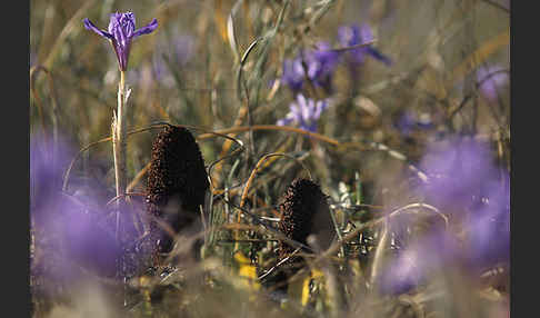 Mittags-Schwertlilie (Gynandiris sisyrinchium)
