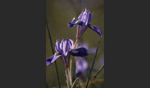 Mittags-Schwertlilie (Gynandiris sisyrinchium)