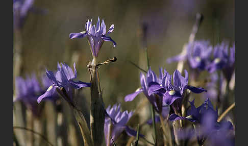 Mittags-Schwertlilie (Gynandiris sisyrinchium)