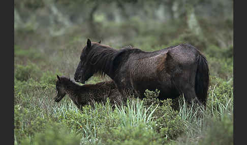 Hauspferd (Equus caballus)