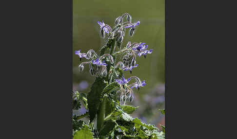 Garten-Borretsch (Borago officinalis)