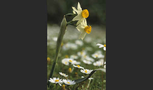 Strauß-Narzisse (Narcissus tazetta)