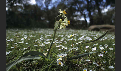 Strauß-Narzisse (Narcissus tazetta)