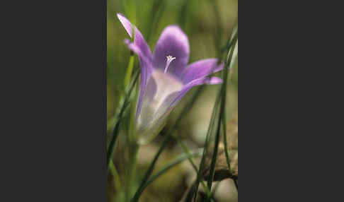 Scheinkrokus (Romulea bulbocodium)