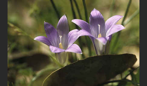 Scheinkrokus (Romulea bulbocodium)