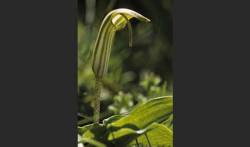 Krummstab (Arisarum vulgare)