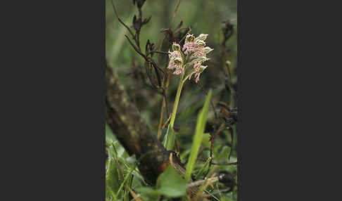 Milchweißes Knabenkraut (Orchis lactea)