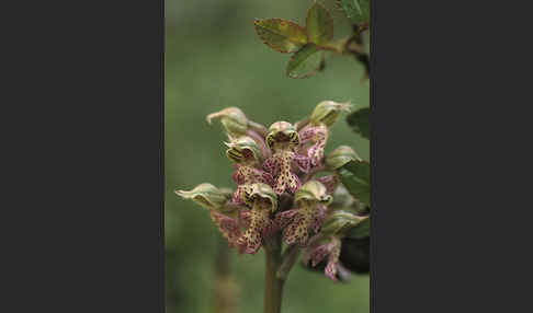 Milchweißes Knabenkraut (Orchis lactea)