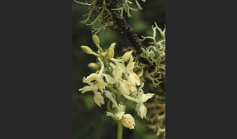 Französisches Knabenkraut (Orchis provincialis)