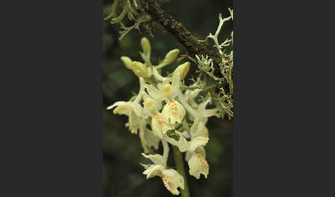 Französisches Knabenkraut (Orchis provincialis)