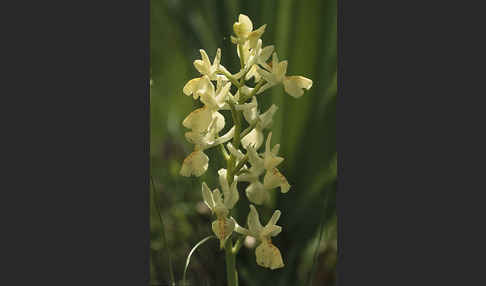 Französisches Knabenkraut (Orchis provincialis)