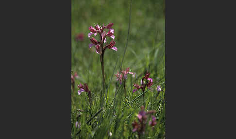 Schmetterlings-Knabenkraut (Orchis papillonacea sspec. Grandiflora)