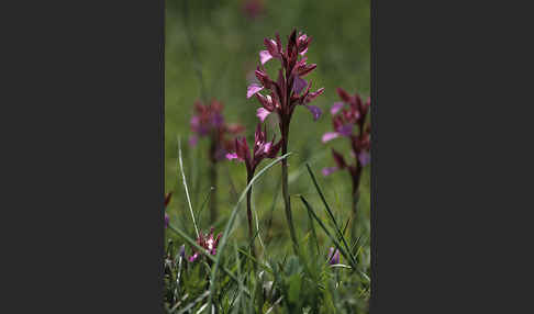 Schmetterlings-Knabenkraut (Orchis papillonacea sspec. Grandiflora)