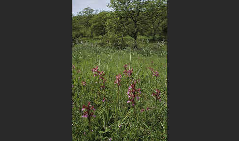 Schmetterlings-Knabenkraut (Orchis papillonacea sspec. Grandiflora)