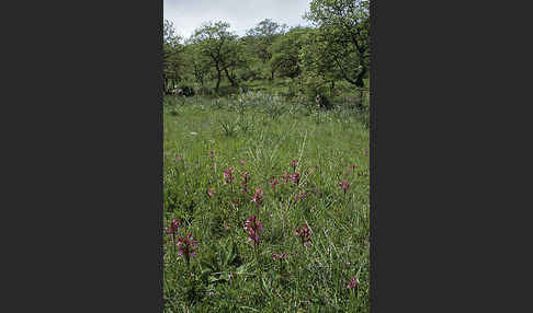 Schmetterlings-Knabenkraut (Orchis papillonacea sspec. Grandiflora)