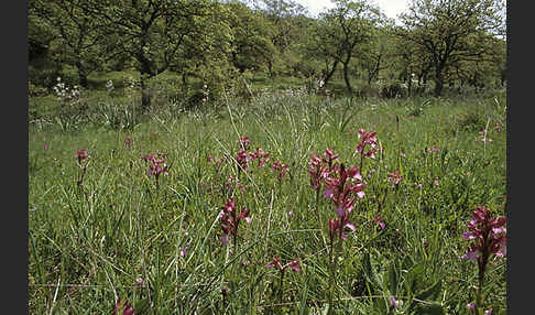 Schmetterlings-Knabenkraut (Orchis papillonacea sspec. Grandiflora)