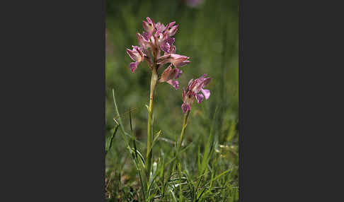 Schmetterlings-Knabenkraut (Orchis papillonacea sspec. Grandiflora)