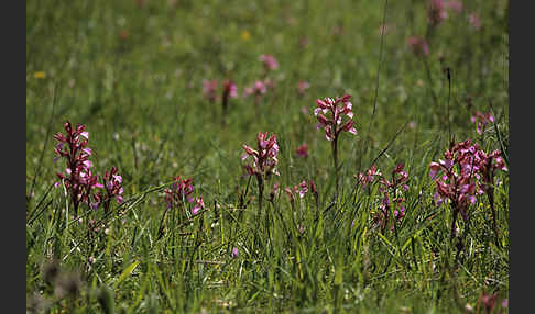 Schmetterlings-Knabenkraut (Orchis papillonacea sspec. Grandiflora)