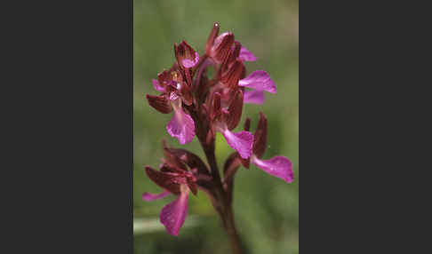 Schmetterlings-Knabenkraut (Orchis papillonacea sspec. Grandiflora)