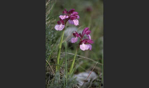 Schmetterlings-Knabenkraut (Orchis papillonacea sspec. Grandiflora)