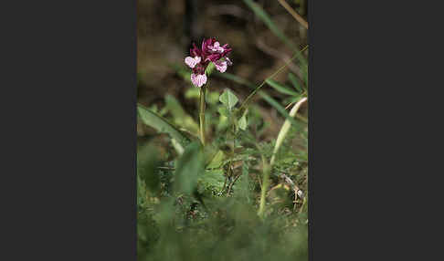 Schmetterlings-Knabenkraut (Orchis papillonacea sspec. Grandiflora)