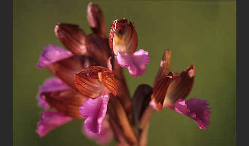 Schmetterlings-Knabenkraut (Orchis papillonacea sspec. Grandiflora)