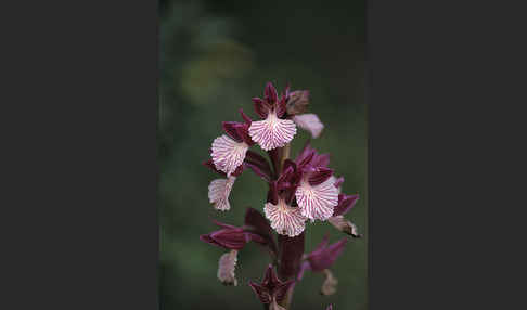 Schmetterlings-Knabenkraut (Orchis papillonacea sspec. Grandiflora)