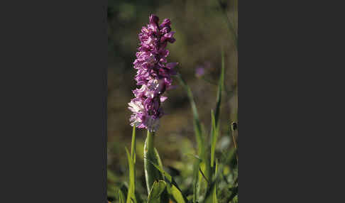 Sardisches Manns-Knabenkraut (Orchis mascula ssp. ichnusae)