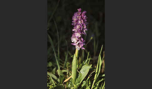 Sardisches Manns-Knabenkraut (Orchis mascula ssp. ichnusae)