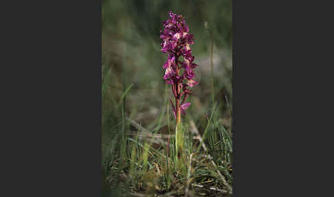 Sardisches Manns-Knabenkraut (Orchis mascula ssp. ichnusae)