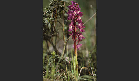 Sardisches Manns-Knabenkraut (Orchis mascula ssp. ichnusae)