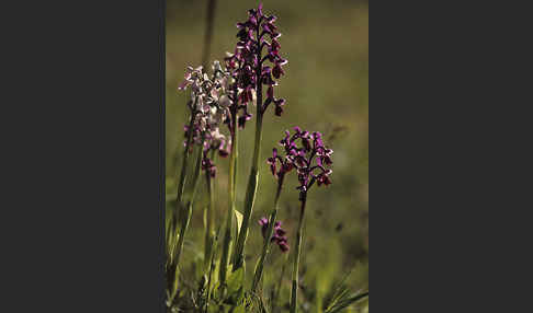 Langsporniges Knabenkraut (Orchis longicornu)