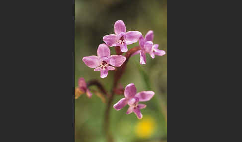 Brancifortis Knabenkraut (Orchis brancifortii)