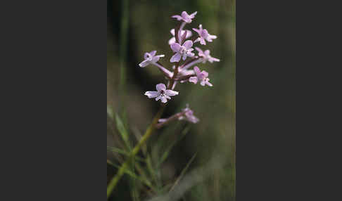 Brancifortis Knabenkraut (Orchis brancifortii)