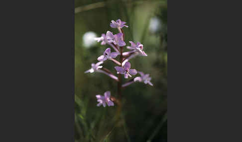 Brancifortis Knabenkraut (Orchis brancifortii)