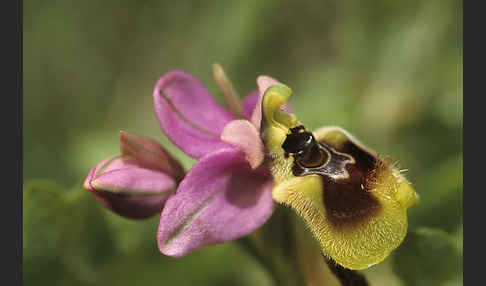 Wespen-Ragwurz (Ophrys tenthredinifera)