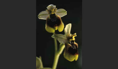 Wespen-Ragwurz (Ophrys tenthredinifera)