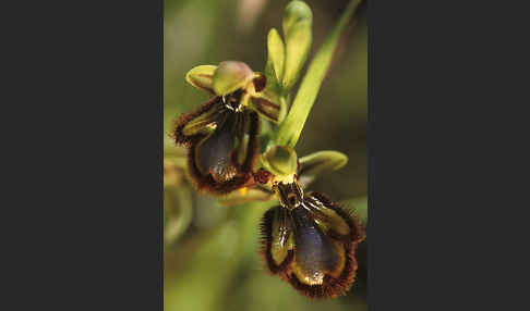 Spiegel-Ragwurz (Ophrys speculum)