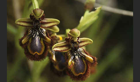 Spiegel-Ragwurz (Ophrys speculum)