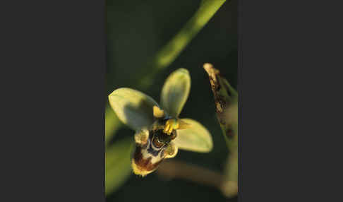 Spiegel-Ragwurz x Wespen-Ragwurz (Ophrys speculum x Ophrys tenthredinifera)