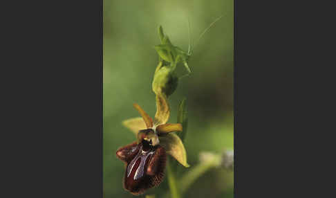 Schwarze Ragwurz (Ophrys incubacea)