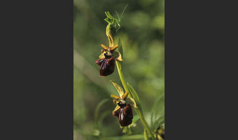 Schwarze Ragwurz (Ophrys incubacea)