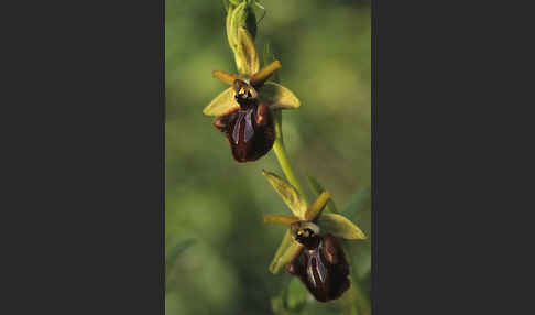 Schwarze Ragwurz (Ophrys incubacea)