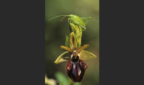 Schwarze Ragwurz (Ophrys incubacea)